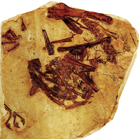 Batrachognathus skeleton in situ