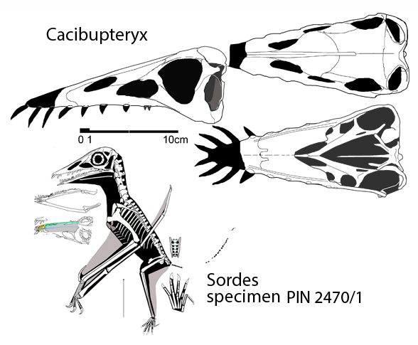 Cacibupteryx