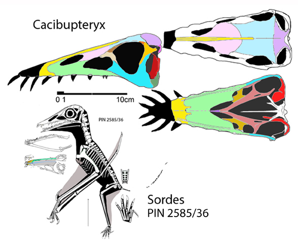 Cacibupteryx