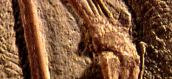 Digit 5 in Pterodactylus scolopaciceps