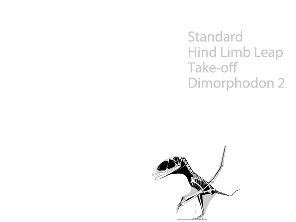 Dimorphodon takeoff