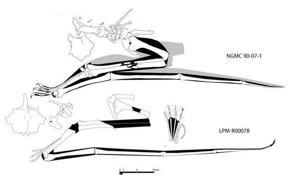 Elanodactylus