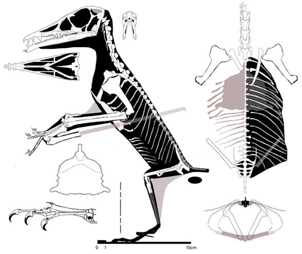 Eudimorphodon