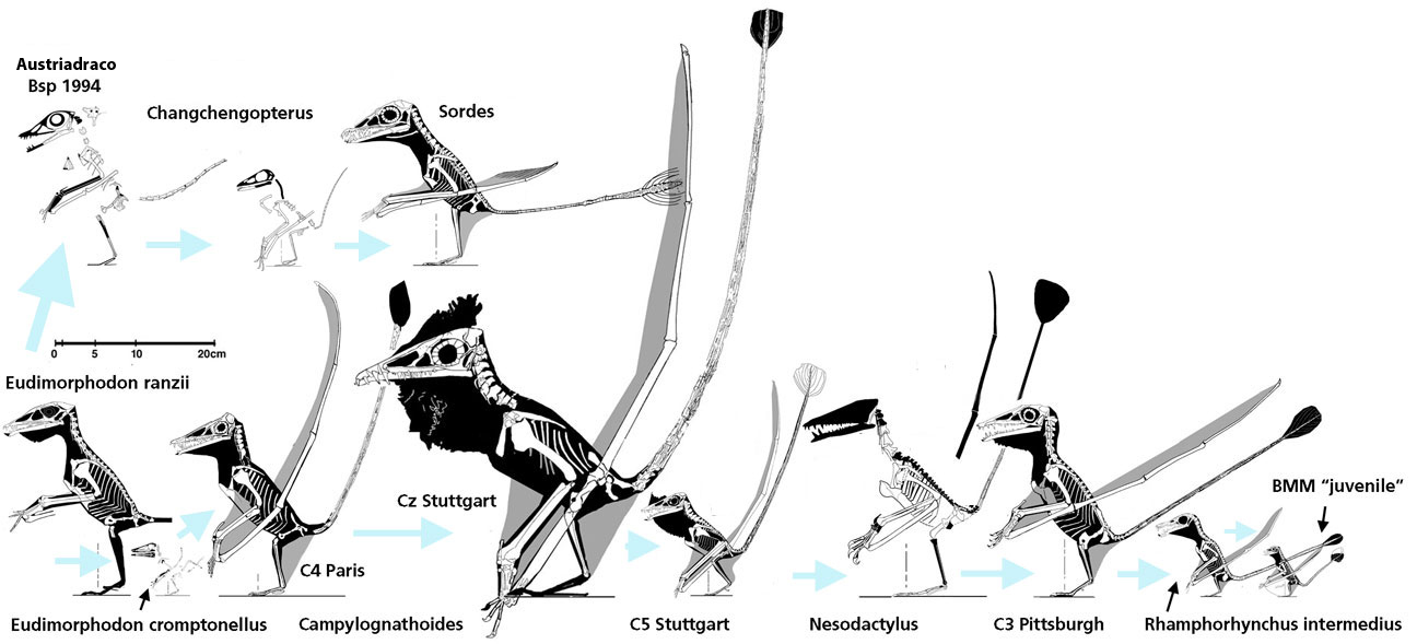 Eudimorphodontia