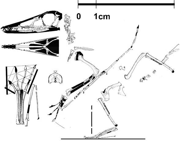 Eudimorphodon cromptonellus