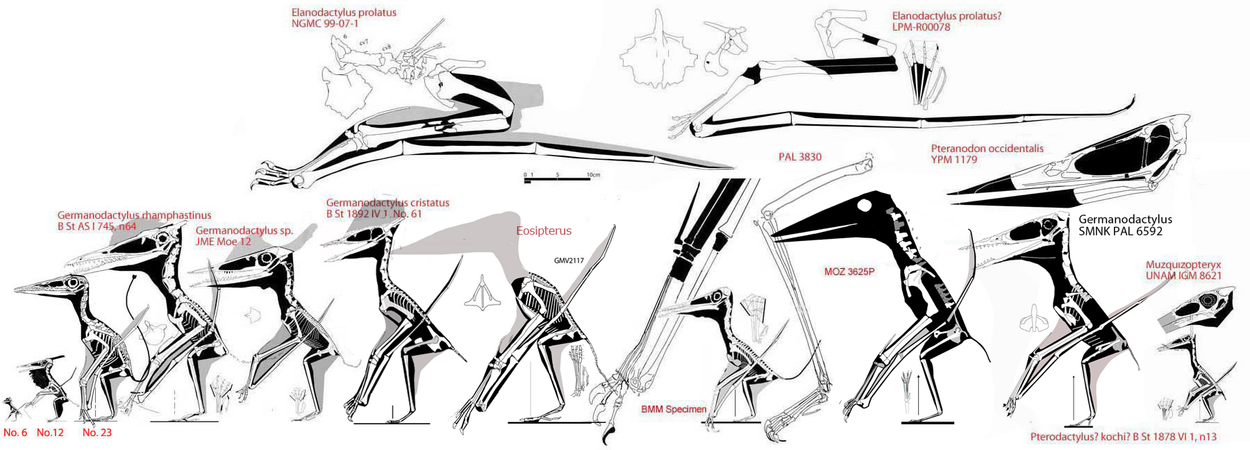 Germanodactylids, including Darwinopterus