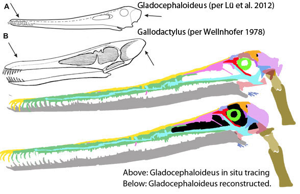 Gladocephaloideus