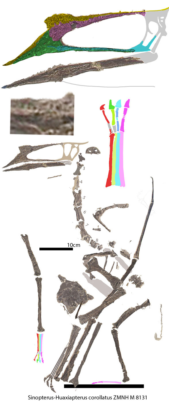 Huaxiapterus corollatus