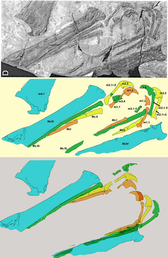 Istiodactylus fingers