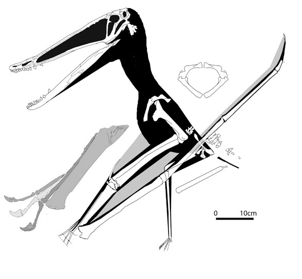 Ictiodactylus sinensis