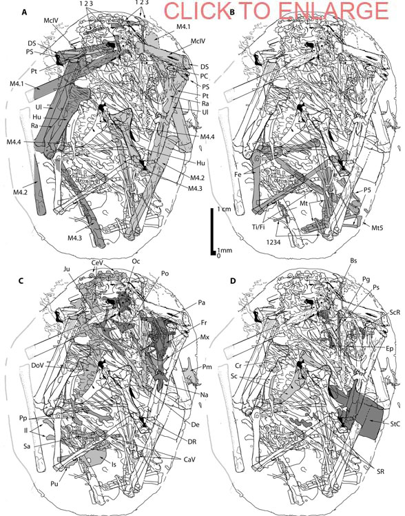 IVPP embryo pterosaur insitu