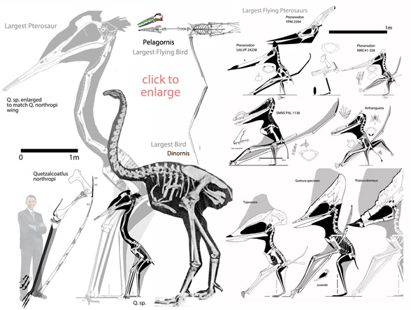largest pterosaurs and largest birds to scale