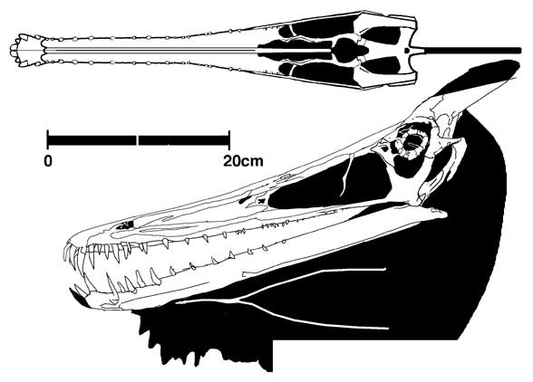 Ludodactylus