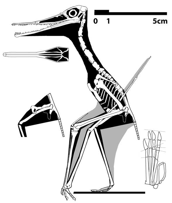 Pterodactylus? elegans? no. 42