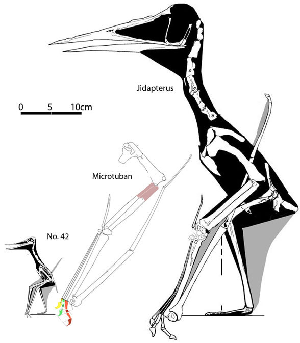 http://www.reptileevolution.com/images/lepidosauromorpha/diadectidae/lepidosauriformes/fenestrasauria/pterosauria/n42andmicrotuban588.jpg