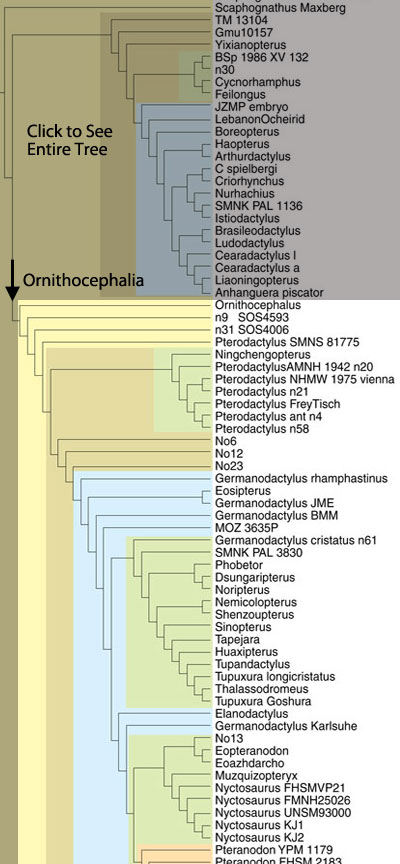 Ornithocephalia Family Tree