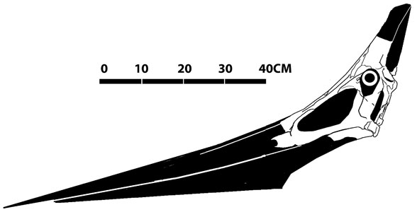 Pteranodon AMNH 5099