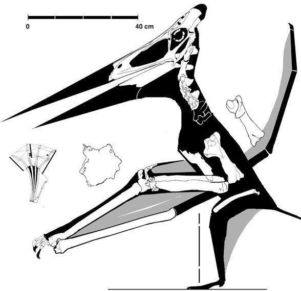 Pteranodon FHSM VP 2183