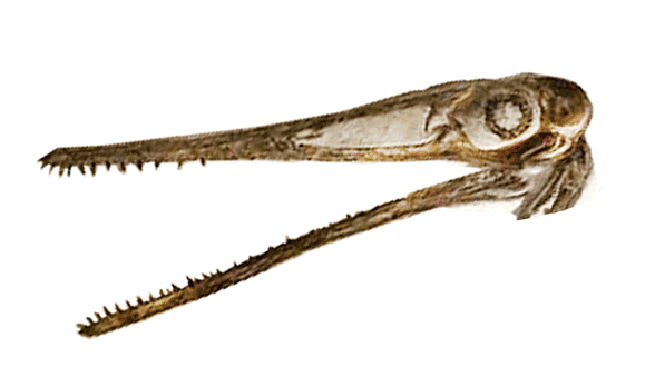 Pterodactylus Lauer specimen skull
