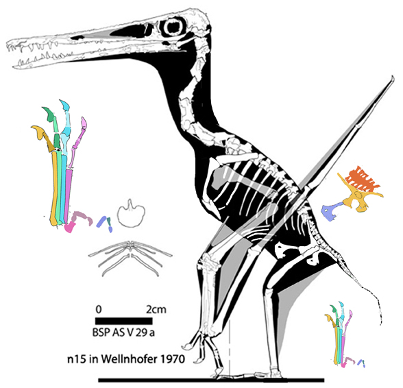 Pterodactylus n15 