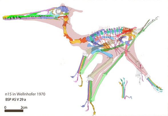 Pterodactylus n15