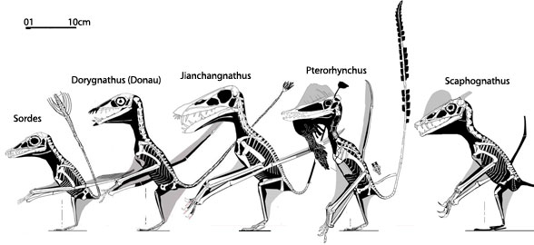 Pterorhynchus and kin