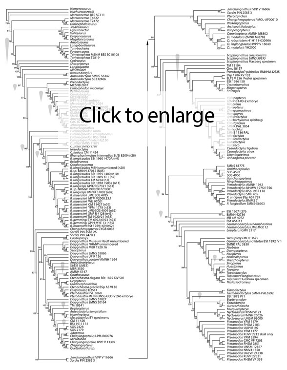 Pterosaur Family Tree