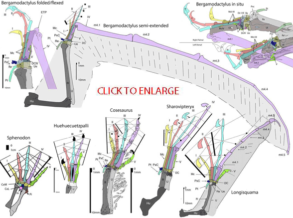 Evolution of the pterosaur wing