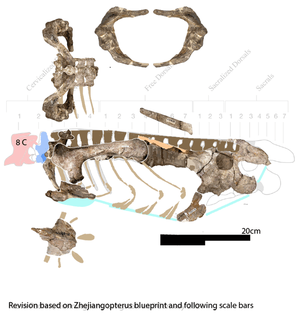 Quetzalcoatlus dorsal vertebrae
