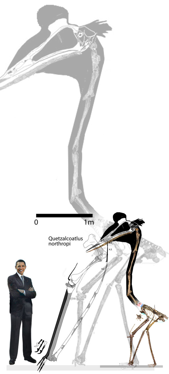 Quetzalcoatlus to scale