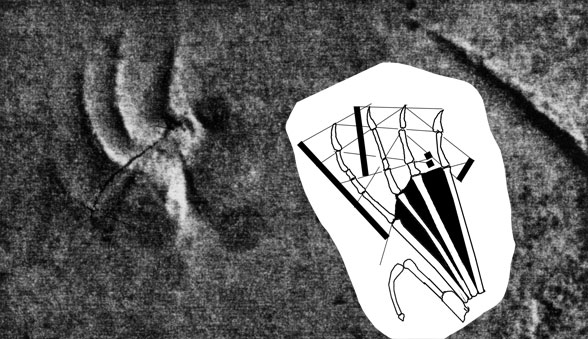 Rhamporhynchyus ichnites
