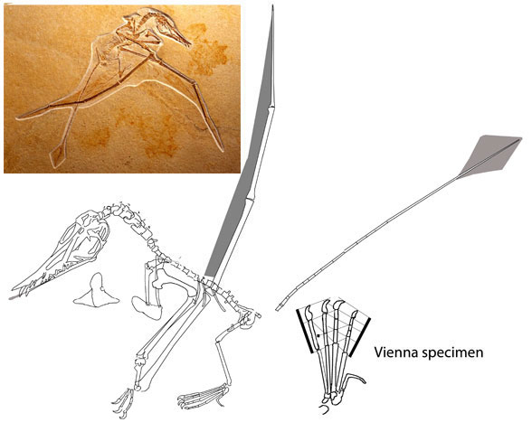 Rhamphorhynchus Vienna specimen