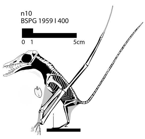 Rhamphorhynchus longicaudus, no. 10