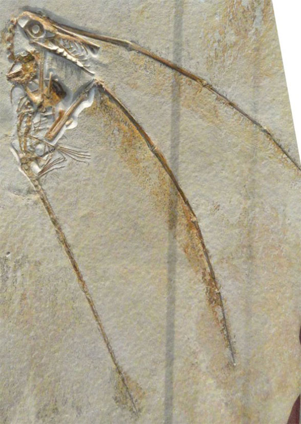 Rhamphorhynchus ROM specimen