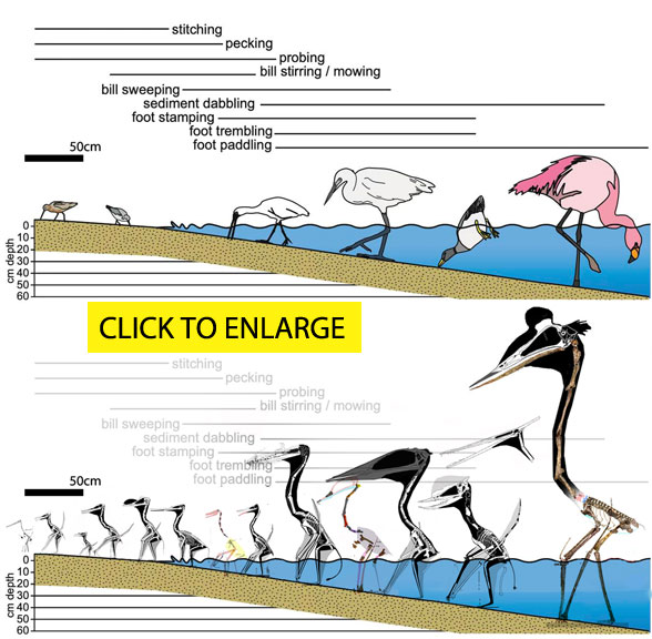 Shoreline pterosaurs click to