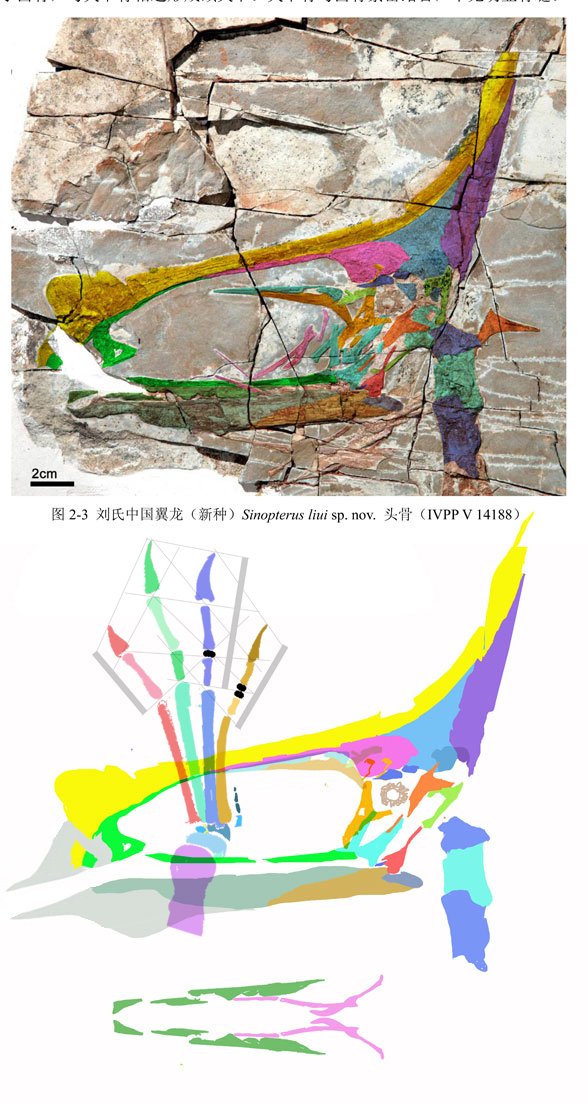 Sinopterus liui skull