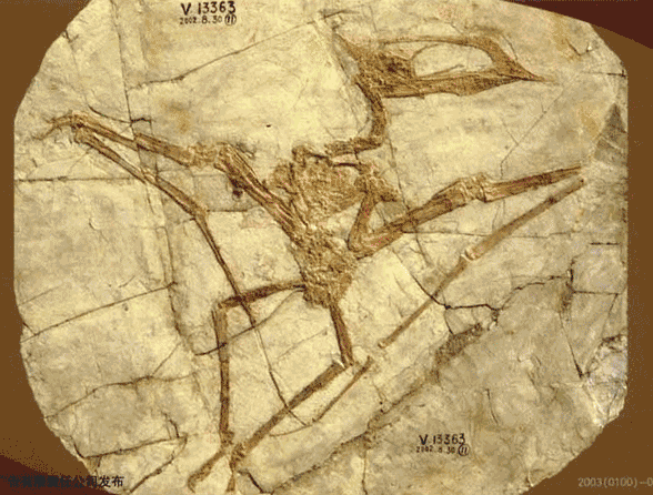 Sinopterus postcard