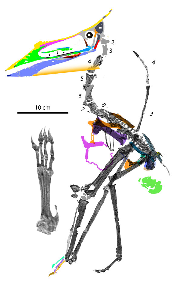 Sinopterus atavismus