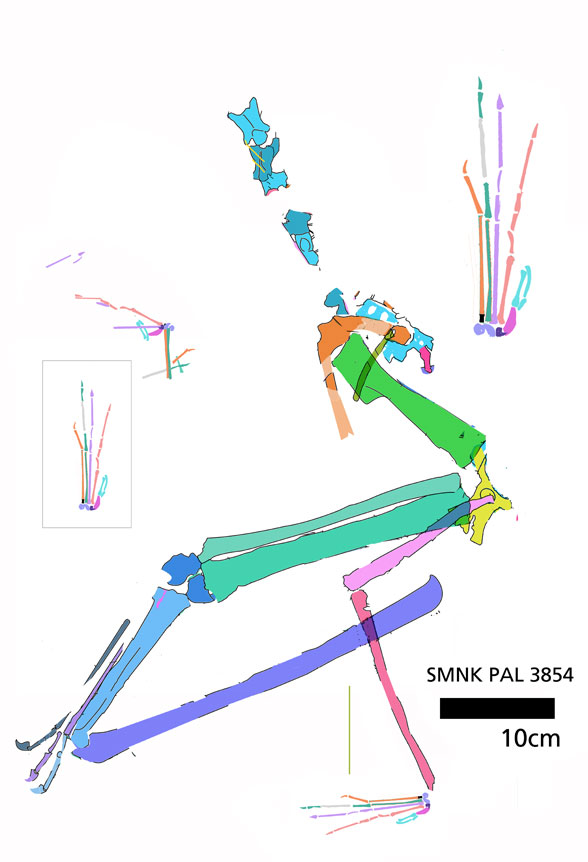SMNK PAL 3854 basal ornithocheirid