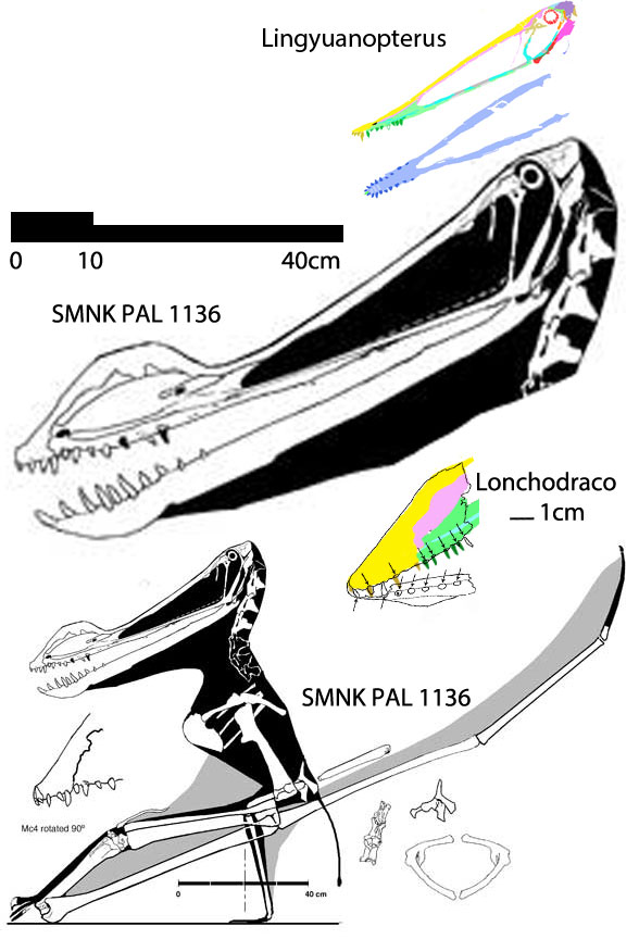 SMNS PAL 1136