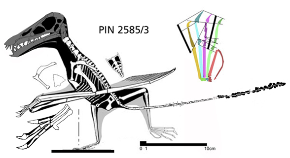 Sordes pilosus