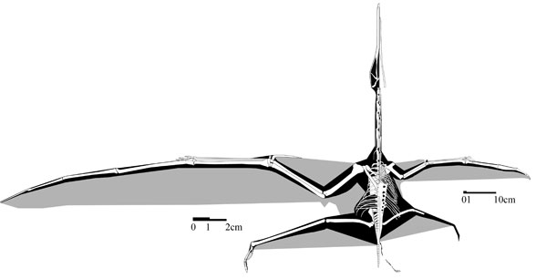 Sos 2428, the flightless pterosaur in dorsal view