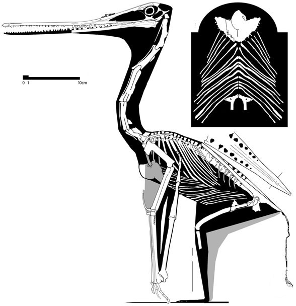 Sos 2428, the flightless pterosaur