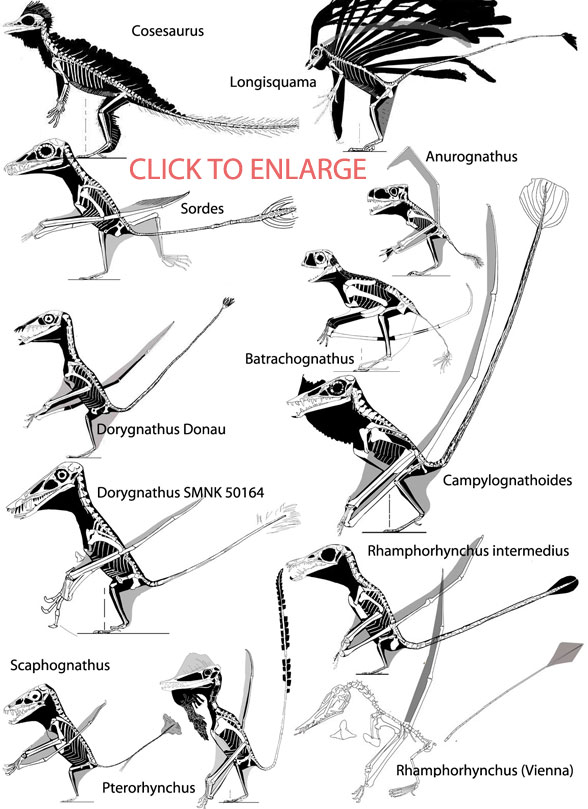 Pterosaur Tail Vane Evolution