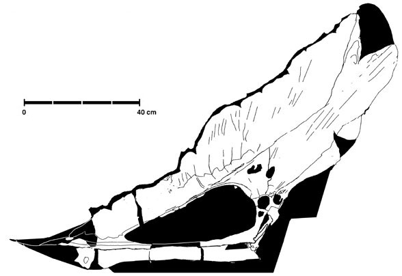 Thalassodromeus