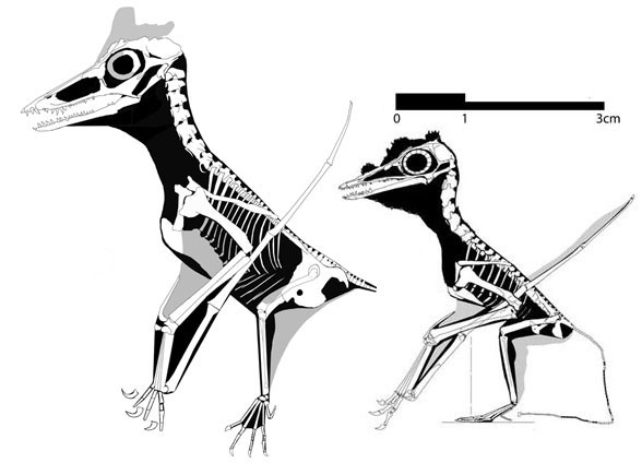 Smallest pterosaur