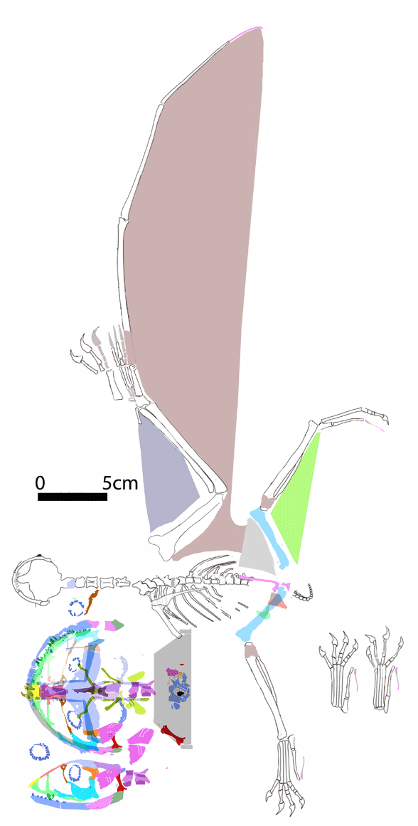 Vesperopterylus reconstructed