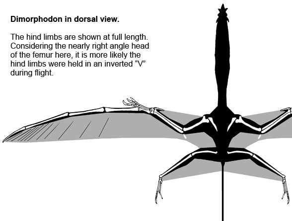 Dimorphodon in dorsal view