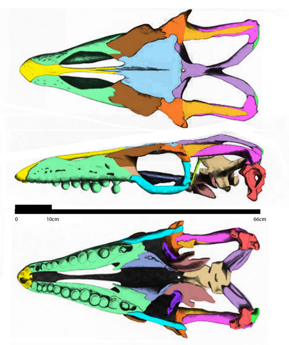 Globidens skull