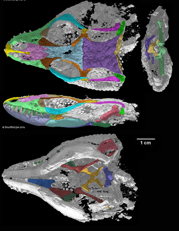 Gobiderma skull